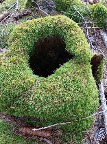 ŠUMAVA, obec Mojkov a jeho okolí, FOTO: Marta Knauerová, 12/2024