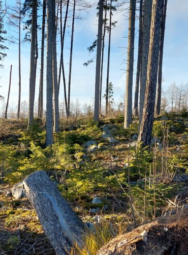 ŠUMAVA, obec Mojkov a jeho okolí, FOTO: Marta Knauerová, 12/2024