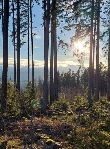 ŠUMAVA, obec Mojkov a jeho okolí, FOTO: Marta Knauerová, 12/2024