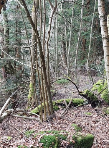 ŠUMAVA, obec Mojkov a jeho okolí, FOTO: Marta Knauerová, 12/2024