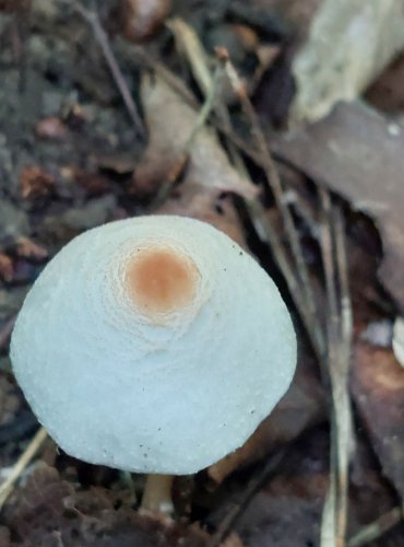 BEDLA HŘEBENITÁ (Lepiota cristata) FOTO: Marta Knauerová, 8/2024