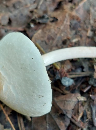 BEDLA HŘEBENITÁ (Lepiota cristata) FOTO: Marta Knauerová, 8/2024