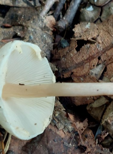 BEDLA HŘEBENITÁ (Lepiota cristata) FOTO: Marta Knauerová, 8/2024