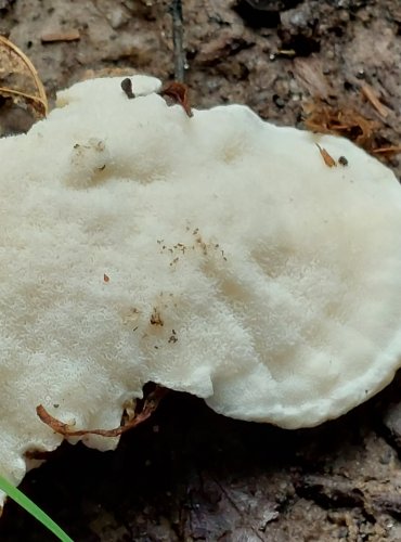 BĚLOCHOROŠ (Postia sp.) blíže neurčený, FOTO: Marta Knauerová, 8/2024