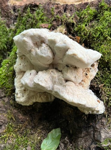 BĚLOCHOROŠ JABLOŇOVÝ (Aurantiporus fissilis) FOTO: Marta Knauerová, 8/2024