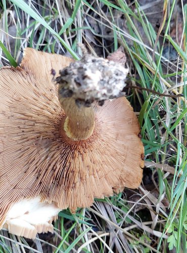 ČECHRATKA OLŠOVÁ (Paxillus rubicundulus) FOTO: Marta Knauerová, 8/2024