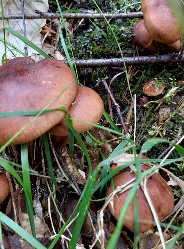 ČIRŮVKA ŽLUTOHNĚDÁ (Tricholoma fulvum) FOTO: Marta Knauerová, 8/2024