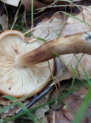 ČIRŮVKA ŽLUTOHNĚDÁ (Tricholoma fulvum) FOTO: Marta Knauerová, 8/2024