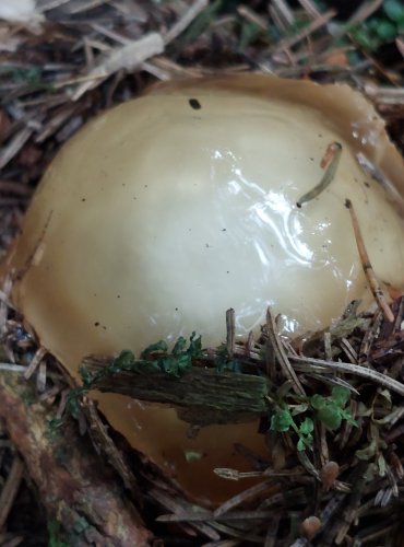 HADOVKA SMRDUTÁ (Phallus impudicus) FOTO: Marta Knauerová, 8/20234