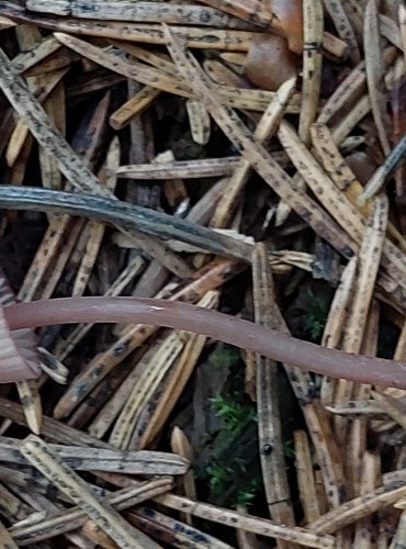 HELMOVKA KRVAVÁ (Mycena sanguinolenta) FOTO: Marta Knauerová, 8/2024