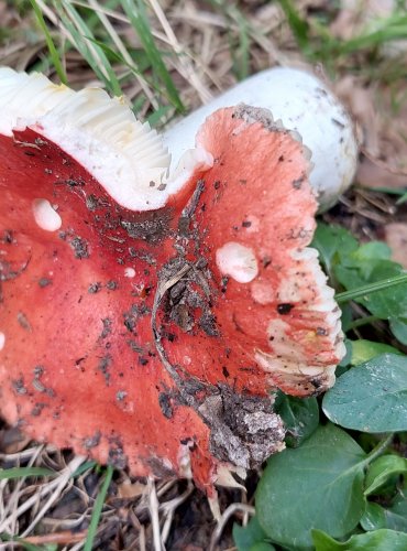 HOLUBINKA CITLIVÁ (Russula luteotacta) FOTO: Marta Knauerová, 8/2024