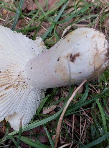 HOLUBINKA CITLIVÁ (Russula luteotacta) FOTO: Marta Knauerová, 8/2024