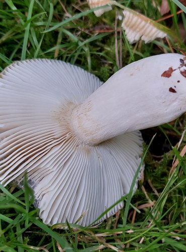 HOLUBINKA HŘEBÍLKATÁ (Russula amoenolens) FOTO: Marta Knauerová, 8/2024