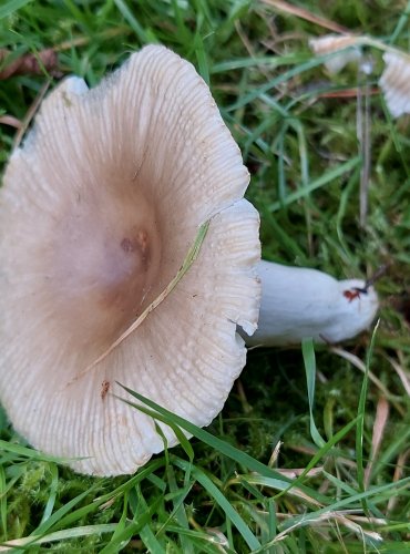 HOLUBINKA HŘEBÍLKATÁ (Russula amoenolens) FOTO: Marta Knauerová, 8/2024