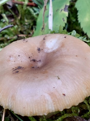 HOLUBINKA HŘEBÍNKATÁ (Russula pectinatoides) FOTO: Marta Knauerová, 8/2024
