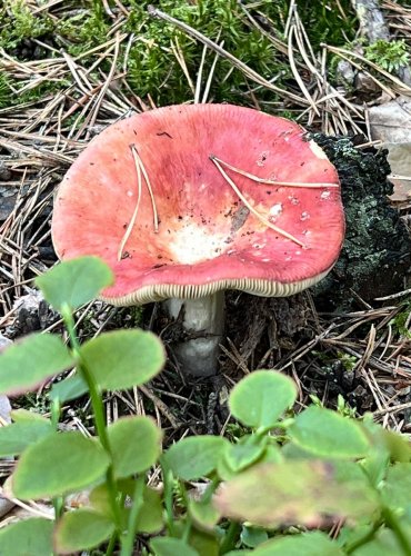 HOLUBINKA JAHODOVÁ (Russula paludosa) FOTO: Marta Knauerová, 8/2024