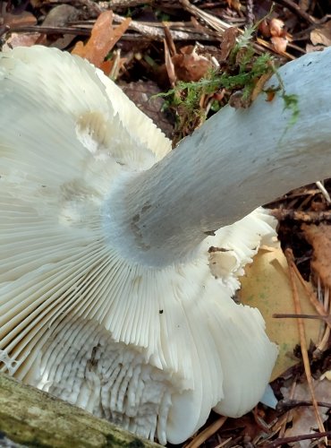 HOLUBINKA ODBARVENÁ (Russula decolorans) FOTO: Marta Knauerová, 8/2024