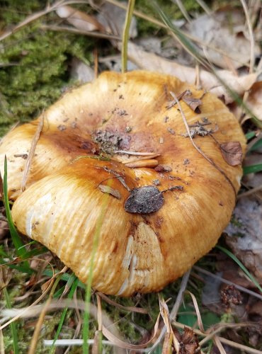 HOLUBINKA PÁCHNOUCÍ (Russula subfoetens) nebo HOLUBINKA SMRDUTÁ 
(Russula foetens) FOTO: Marta Knauerová, 8/2024
