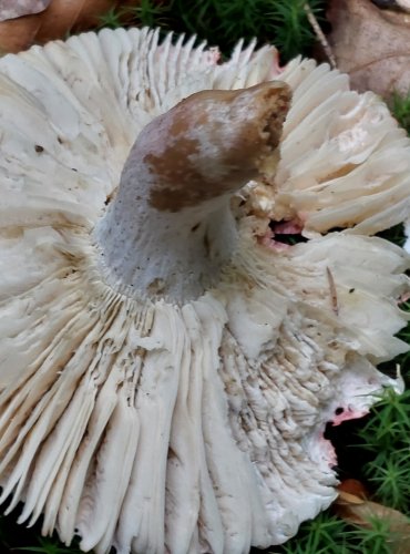 HOLUBINKA SLIČNÁ (Russula rosea) FOTO: Marta Knauerová, 8/2024