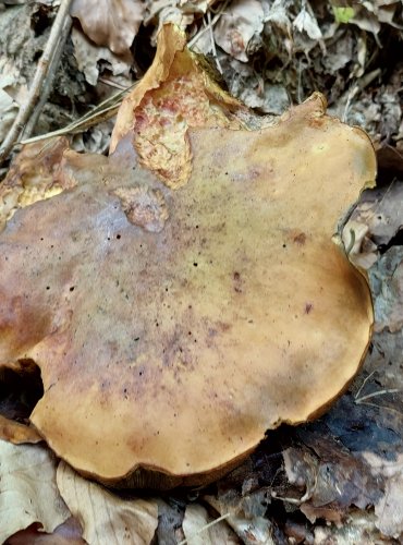 HŘIB KOVÁŘ (Neoboletus luridiformis) FOTO: Marta Knauerová, 8/2024
