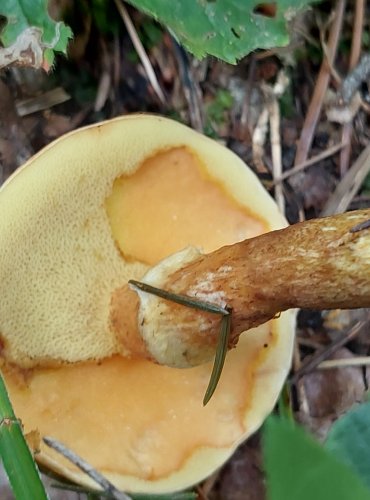 KLOUZEK SLIČNÝ (Suillus grevillei) FOTO: Marta Knauerová, 8/2024