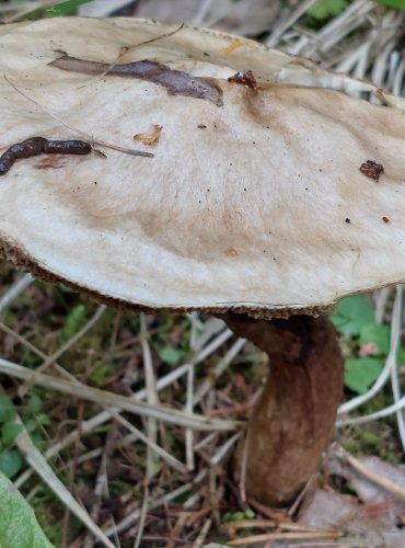 KLOUZEK SLIZKÝ (Suillus viscidus) FOTO: Marta Knauerová, 8/2024