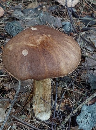 KOZÁK BŘEZOVÝ (Leccinum scabrum) FOTO: Marta Knauerová, 8/2024