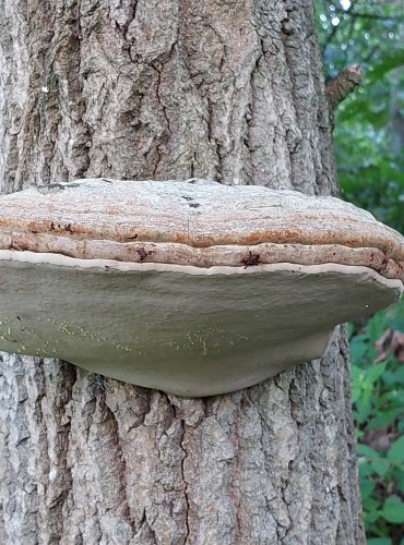 LESKLOKORKA PLOSKÁ (Ganoderma applanatum) FOTO: Marta Knauerová, 8/2024
