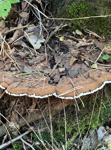 LESKLOKORKA PLOSKÁ (Ganoderma applanatum) FOTO: Marta Knauerová, 8/2024