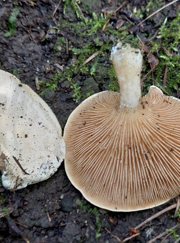 MECHOVKA OBECNÁ (Clitopilus prunulus) FOTO: Marta Knauerová, 8/2024