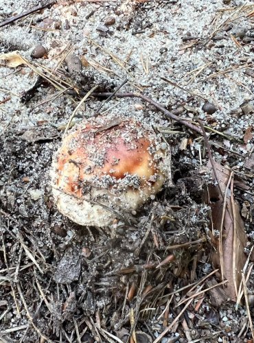 MUCHOMŮRKA RŮŽOVKA (Amanita rubescens) FOTO: Marta Knauerová, 8/2024