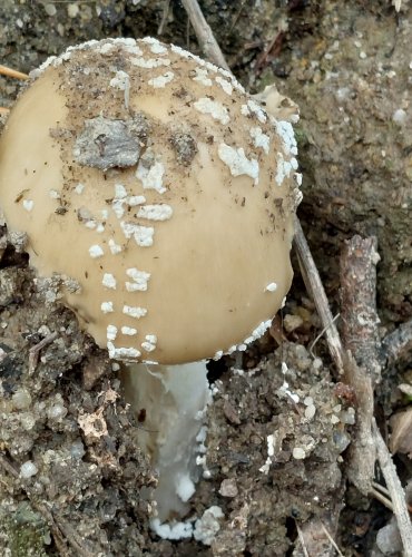 MUCHOMŮRKA TYGROVANÁ (Amanita pantherina) FOTO: Marta Knauerová, 8/2024