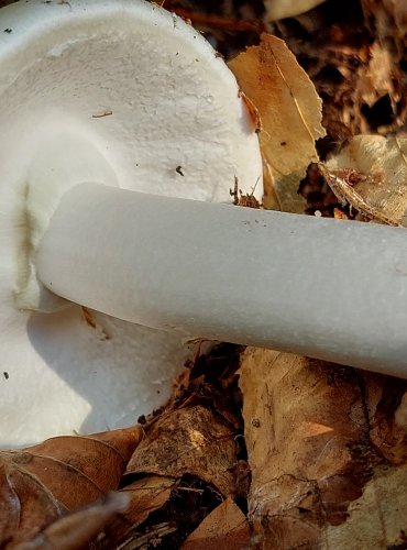 MUCHOMŮRKA ZELENÁ (Amanita phalloides) FOTO: Marta Knauerová, 8/2024