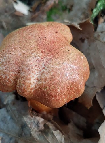 PAVUČINEC ČERVENOŠUPINNÝ (Cortinarius bolaris) FOTO: Marta Knauerová, 8/2024