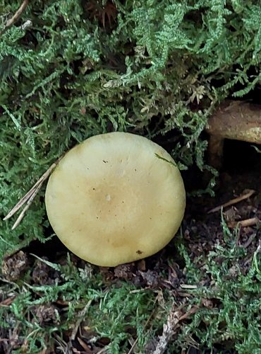 PAVUČINEC NATŘENÝ (Cortinarius delibutus) FOTO: Marta Knauerová, 8/2024