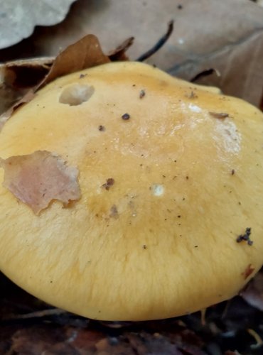 PAVUČINEC z podrodu Myxacium, FOTO: Marta Knauerová, 8/2024