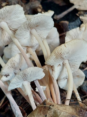 PENÍZOVKA SPLÝVAVÁ (Gymnopus confluens) FOTO: Marta Knauerová, 8/2024