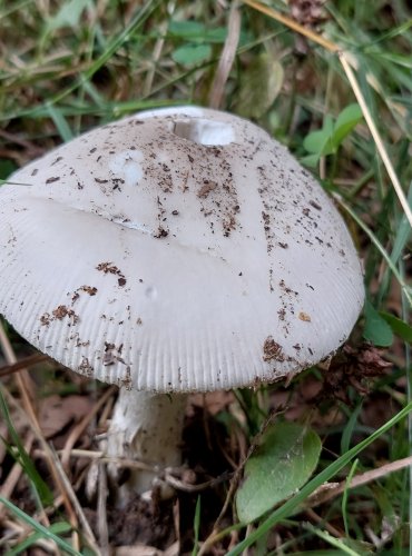POŠVATKA (Amanita sp.) blíže neurčená, FOTO: Marta Knauerová, 8/2024