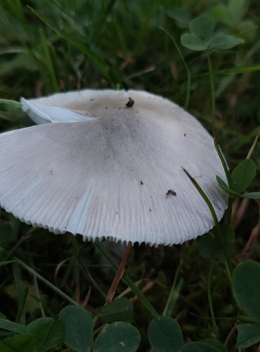 POŠVATKA OBECNÁ neboli muchomůrka pošvatá (Amanita vaginata), FOTO: Marta Knauerová, 8/2024
