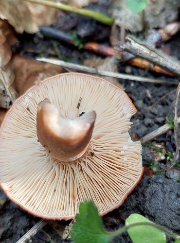 RYZEC ORANŽOVĚ HNĚDÝ (Lactarius fulvissimus) FOTO: Marta Knauerová, 8/2024