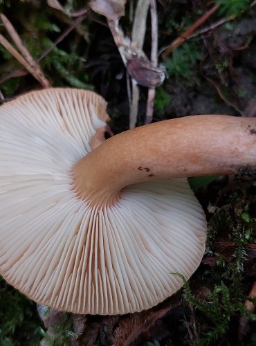 RYZEC ORANŽOVĚ HNĚDÝ (Lactarius fulvissimus) FOTO: Marta Knauerová, 8/2024