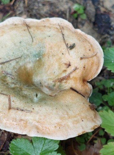 RYZEC SMRKOVÝ (Lactarius deterrimus) FOTO: Marta Knauerová, 8/2024