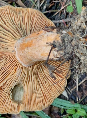 RYZEC SMRKOVÝ (Lactarius deterrimus) FOTO: Marta Knauerová, 8/2024