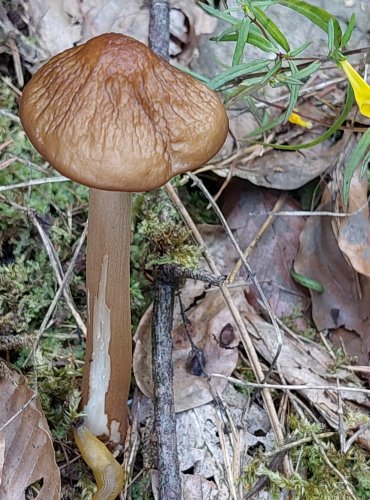 SLIZEČKA OCASATÁ neboli penízovka kořenující (Oudemansiella radicata) FOTO: Marta Knauerová, 8/2024
