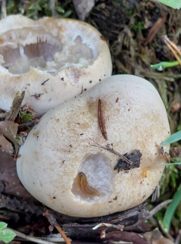 SLZIVKA (Hebeloma sp.) blíže neurčená, FOTO: Marta Knauerová, 8/2024