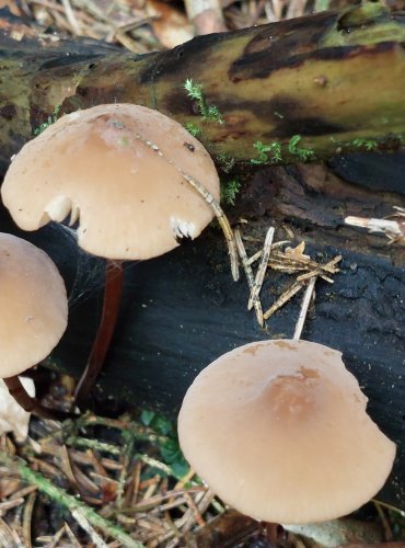ŠPIČKA ROHONOHÁ (Marasmius cohaerens) FOTO: Marta Knauerová, 8/2024