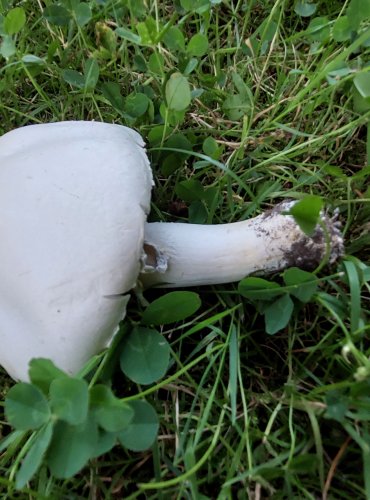 ŽAMPION (Agaricus sp.) blíže neurčený, FOTO: Marta Knauerová, 8/2024