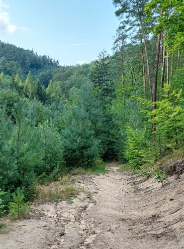 Přístupová cesta na hrad Helfenburk