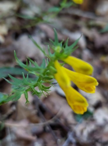ČERNÝŠ LUČNÍ (Melampyrum pratense) FOTO: Marta Knauerová, 8/2024