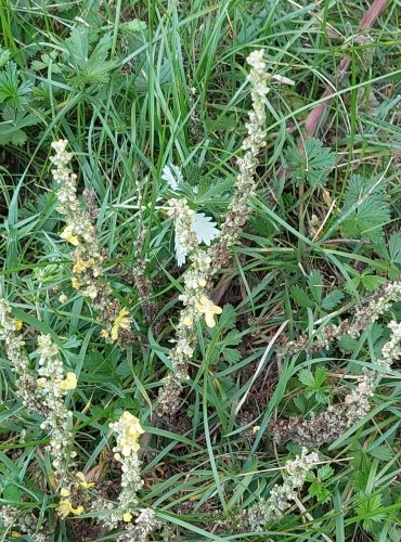 DIVIZNA KNOTOVITÁ (Verbascum lychnitis) FOTO: Marta Knauerová, 8/2024